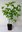 Kornelkirsche Cornus mas Pflanze 35-40cm Herlitze Hirlnuss gelber Hartriegel