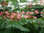 Seidenbaum Albizia julibrissin Pflanze 15-20cm Schlafbaum Seidenakazie Rarität