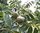Pekannuss Carya illinoinensis Pflanze 15-20cm Hickory Pecannussbaum Rarität