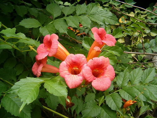 Amerikanische Klettertrompete Campsis radicans Pflanze 25-30cm Trompetenblume