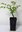 Amerikanische Klettertrompete Campsis radicans Pflanze 25-30cm Trompetenblume