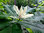 Schirm-Magnolie Magnolia tripetala Pflanze 45-50cm Schirmmagnolie Magnolie
