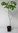 Seidenbaum Albizia julibrissin Pflanze 55-60cm Schlafbaum Seidenakazie Rarität