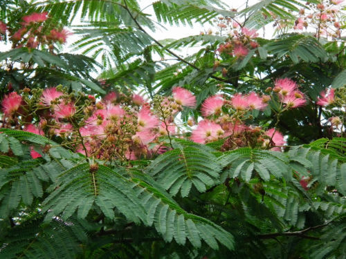 Seidenbaum Albizia julibrissin Pflanze 55-60cm Schlafbaum Seidenakazie Rarität