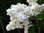 Edelflieder Syringa vulgaris 'Mme Lemoine' Pflanze 5-10cm weiß Flieder Rarität