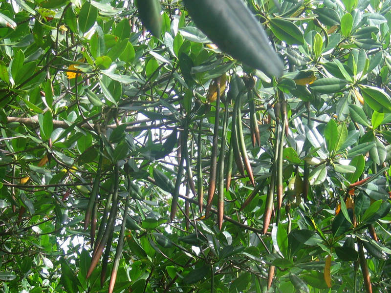 Rote Mangrove Rhizophora mangle Pflanze 45-50cm Mangrovenbaum Rarität 