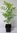 Gelbhorn Xanthoceras sorbifolium Pflanze 5-10cm Yellowhorn Goldenhorn Rarität