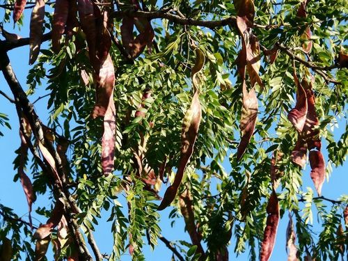 Lederhülsenbaum Gleditsia triacanthos Pflanze 15-20cm Gleditschie Honigdorn