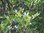 Szechuanpfeffer Zanthoxylum schinifolium Pflanze 70-80cm Japanischer Pfeffer