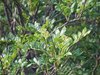 Szechuanpfeffer Zanthoxylum schinifolium Pflanze 90-100cm Japanischer Pfeffer