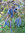 Blaugurke Decaisnea fargesii Pflanze 25-30cm Blauschote Blaugurkenbaum Rarität