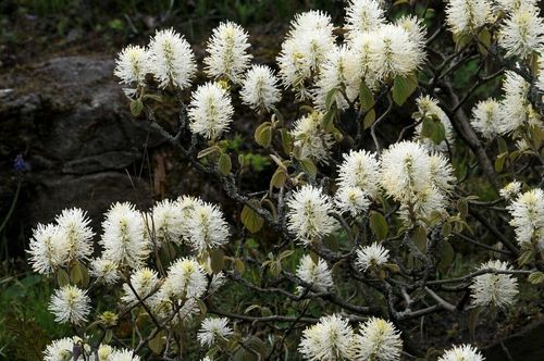 Erlenblättriger Federbuschstrauch Fothergilla gardenii Pflanze 15-20cm Rarität