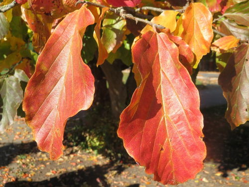 Persischer Eisenholzbaum Parrotia persica ´Persian Spire´ Pflanze 35-40cm