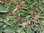 Maacks Heckenkirsche Lonicera maackii Pflanze 45-50cm Baum-Heckenkirsche Rarität