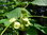 Kleeulme Ptelea trifoliata Pflanze 45-50cm Lederstrauch Hopfenstrauch Rarität