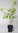 Japanische Zelkove Zelkova serrata Pflanze 45-50cm Keaki Japanische Ulme Rarität