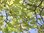 Japanische Zelkove Zelkova serrata Pflanze 55-60cm Keaki Japanische Ulme Rarität