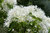 Chinesischer Schneebaum Chionanthus retusus Pflanze 45-50cm Schneeflockenstrauch