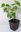 Chinesischer Judasbaum Cercis chinensis 'Shirobana' Pflanze 5-10cm Rarität