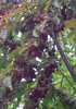 Blutpflaume Prunus cerasifera ‘Nigra’ Pflanze 25-30cm Blut-Pflaume Kirschpflaume