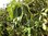 Avocado Persea americana Pflanze 25-30cm Persea gratissima Butterfrucht Rarität