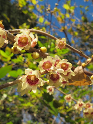 Chinesische Winterblüte Chimonanthus praecox Pflanze 5-10cm Calycanthus praecox