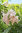Trompetenbaum Chitalpa tashkentensis 'Summer Bells' Pflanze 5-10cm Rarität