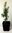 Libanon-Zeder Cedrus libani Pflanze 15-20cm Libanonzeder Zeder Rarität