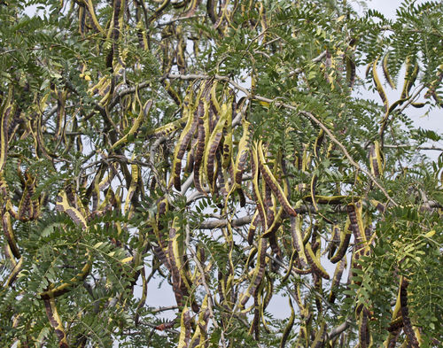 Dornenloser Lederhülsenbaum Gleditsia triacanthos inermis Pflanze 15-20cm