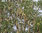 Dornenloser Lederhülsenbaum Gleditsia triacanthos inermis Pflanze 25-30cm