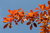 Wald-Tupelobaum Nyssa sylvatica Pflanze 15-20cm Schwarzer Tupelobaum Nymphenbaum