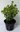Preiselbeere Vaccinium vitis-idaea Pflanze 5-10cm Preißelbeere Preuselbeere