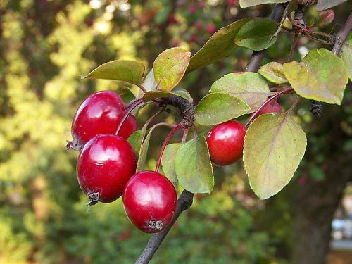 Tee-Apfel Malus hupehensis Pflanze 15-20cm chinesischer Wildapfel Apfelbaum
