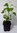Bunte Ussuri-Scheinrebe Ampelopsis brevipedunculata 'Elegans' Pflanze 15-20cm
