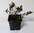 Echte Bärentraube Arctostaphylos uva-ursi Pflanze 15-20cm immergrüne Bärentraube