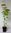 Ährige Scheinhasel Corylopsis spicata Pflanze 15-20cm ährige Blumenhasel Rarität