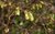 Ährige Scheinhasel Corylopsis spicata Pflanze 15-20cm ährige Blumenhasel Rarität