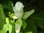 Ashe-Magnolie Magnolia macrophylla var. ashei Pflanze 15-20cm Ashei-Magnolie