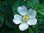 Keilblättrige Rose Rosa elliptica Pflanze 15-20cm Heckenrose Wildrose Rose