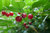 Mäusedornblättrige Fleischbeere Sarcococca ruscifolia Pflanze 5-10cm Rarität
