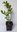 Mäusedornblättrige Fleischbeere Sarcococca ruscifolia Pflanze 15-20cm Rarität