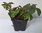Kanadischer Hartriegel Cornus canadensis Pflanze 5-10cm Teppich-Hartriegel