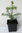 Zwerg-Koreatanne Abies koreana 'Nana' Pflanze 5-10cm Korea-Tanne Tanne Rarität