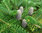 Zwerg-Koreatanne Abies koreana 'Nana' Pflanze 15-20cm Korea-Tanne Tanne Rarität