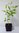 Essbare Ölweide Elaeagnus multiflora Pflanze 15-20cm rote Sommer-Ölweide Rarität