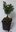 Zwerg-Koreatanne Abies koreana 'Nana' Pflanze 15-20cm veredelt Korea-Tanne Tanne