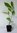 Tulpen-Magnolie Magnolia x soulangiana 'Heaven Scent' Pflanze 15-20cm Rarität