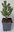 Kugel-Kiefer Pinus mugo 'Mops' Pflanze 15-20cm veredelt Zwerg-Kiefer Bergkiefer