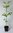 Amur-Korkbaum Phellodendron amurense Pflanze 15-20cm echter Korkbaum Rarität