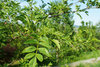 Täuschende Stachelesche Zanthoxylum simulans Pflanze 55-60cm Szechuanpfeffer